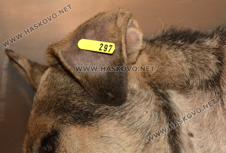 В "Република" обсадиха ветеринарите и освободиха заловените кучета