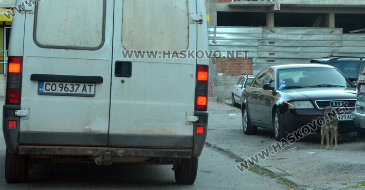 Залавят уличните кучета в Хасково, кастрират ги в мобилна клиника