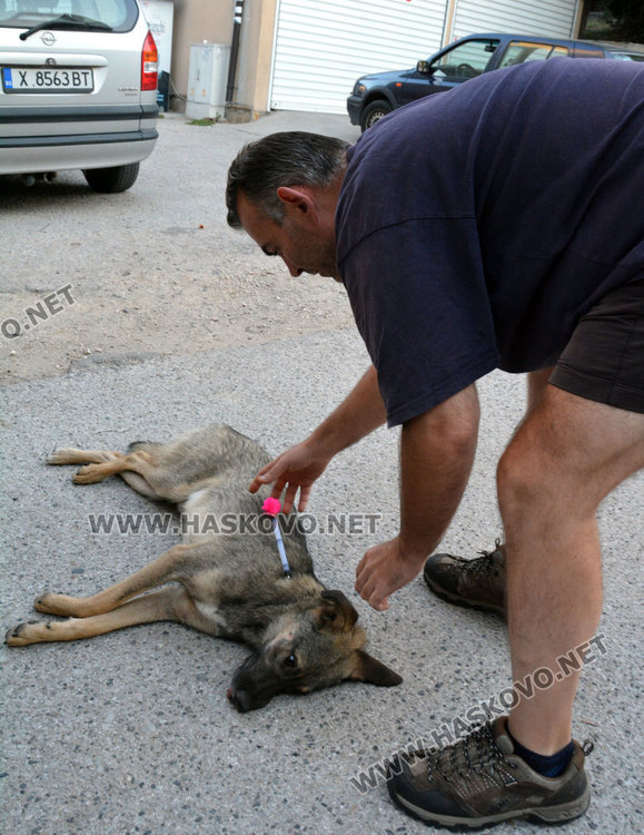 Залавят уличните кучета в Хасково, кастрират ги в мобилна клиника