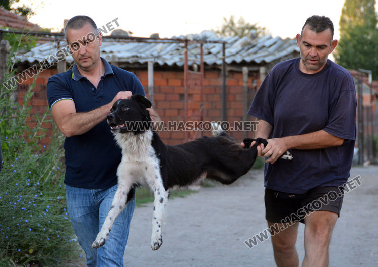 Залавят уличните кучета в Хасково, кастрират ги в мобилна клиника