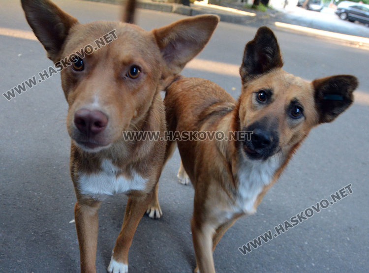 Залавят уличните кучета в Хасково, кастрират ги в мобилна клиника