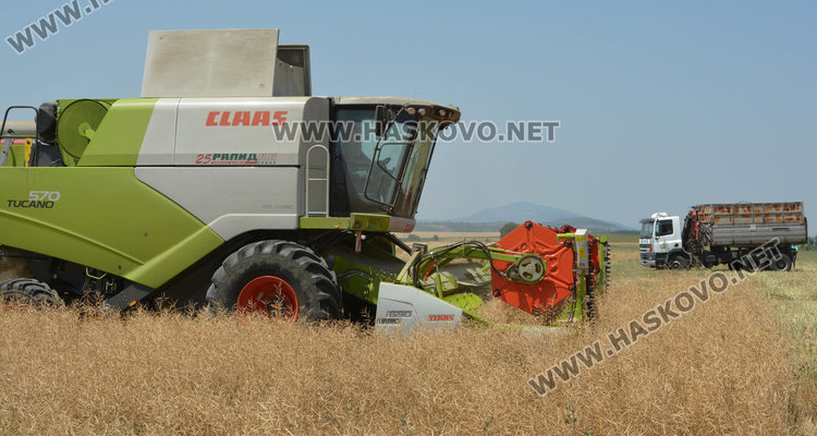 Сухата есен провали рапицата, декарите наполовина