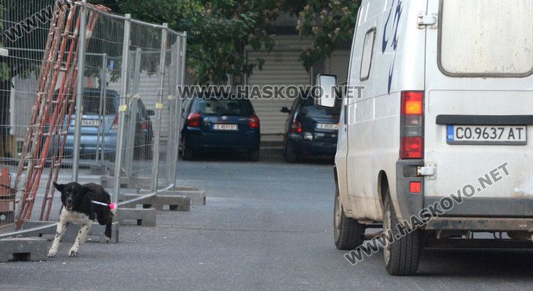 Около 130 лева ни струва обработката на едно бездомно куче 