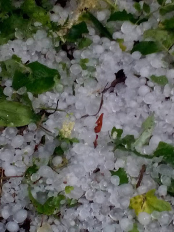 Градушка с големината на орех пак удари Славейно