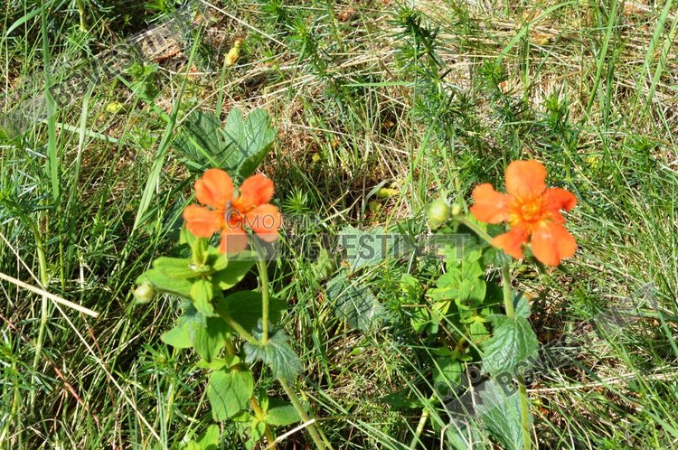 Жълт код за опасно високи температури днес