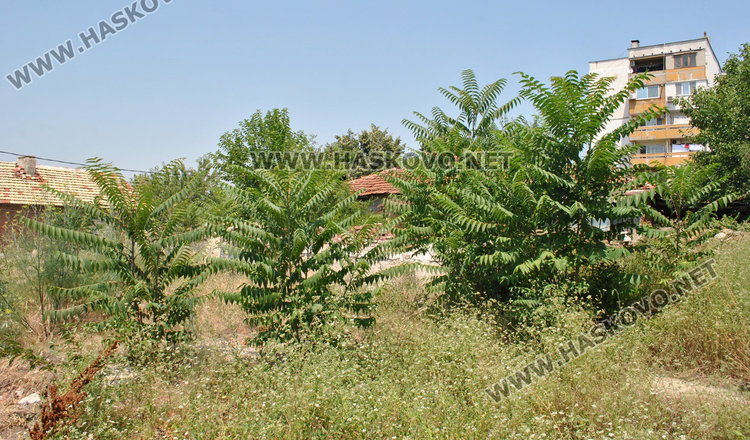 Хасковлии: Запустял общински парцел стана развъдник на змии и кърлежи