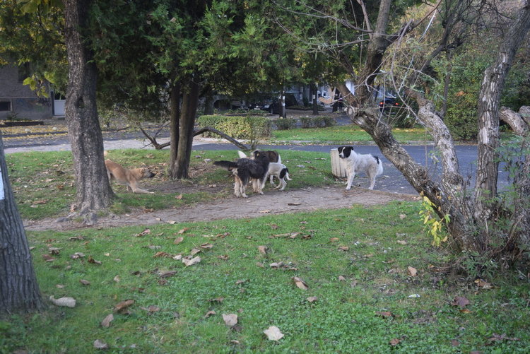 Кърджалийци към кърджалийци:Не правете домашните любимци сираци!