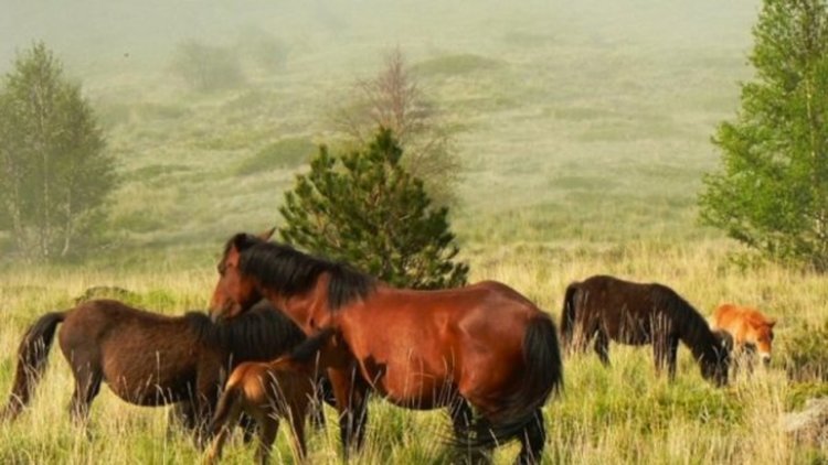 Шефът на полицията в Смолян поиска електропастири на панорамния път за Пампорово