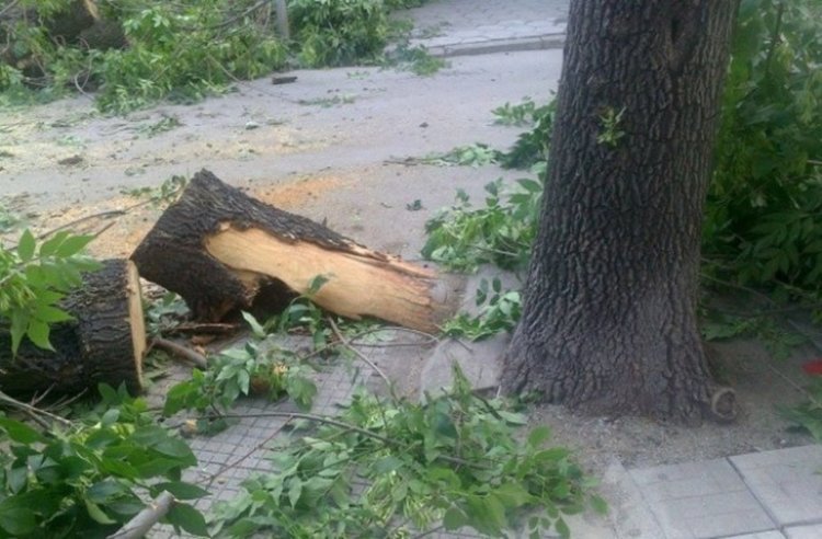 След буря: Огнеборци отстраниха паднали дървета