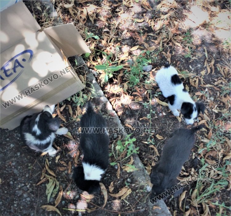 Търсят дом на четири изоставени палета