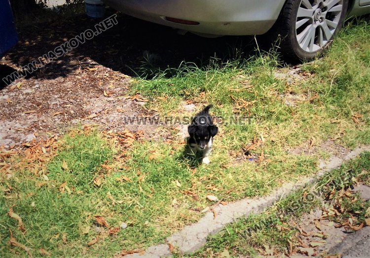 Търсят дом на четири изоставени палета