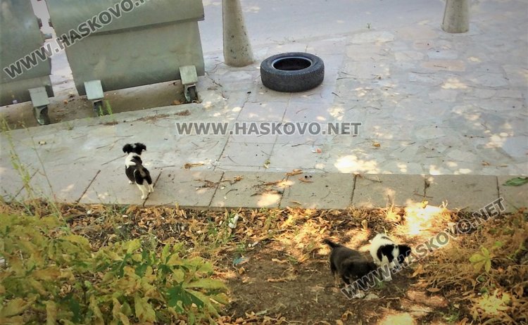 Търсят дом на четири изоставени палета