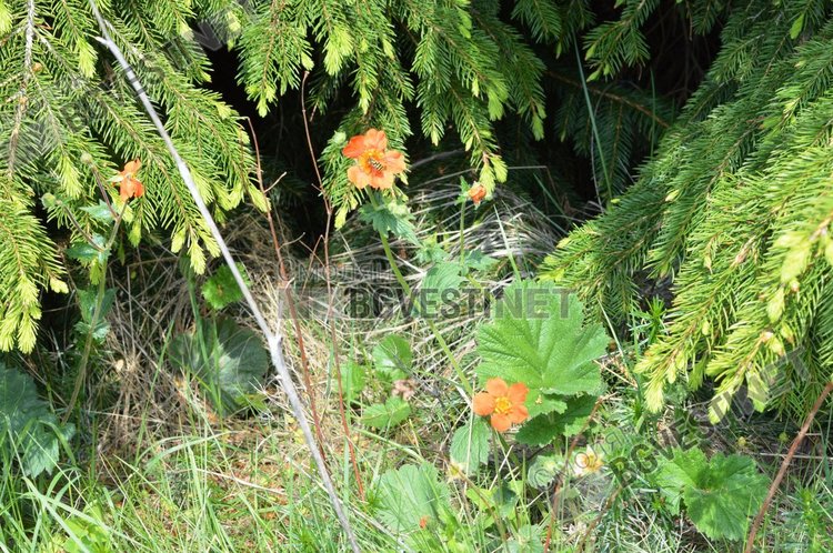 Днес валежи и гръмотевици прогнозират синоптиците