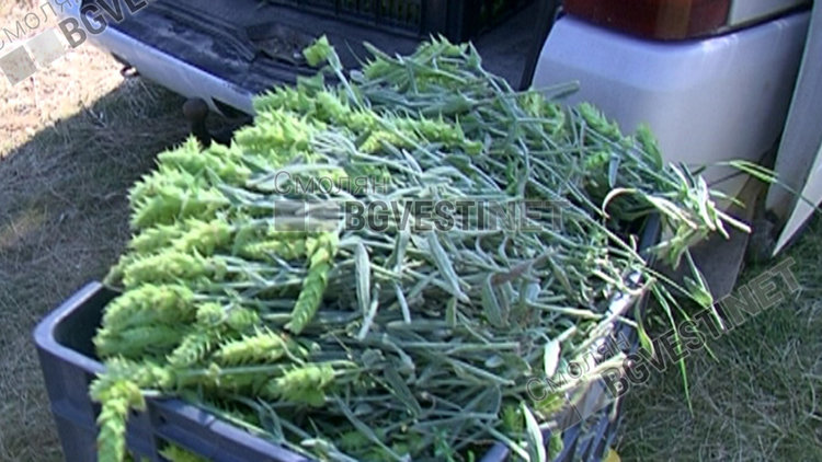 Секретна космическа лаборатория в Русия открила в мурсалския чай елемент, който помага за лечението на онкоболни