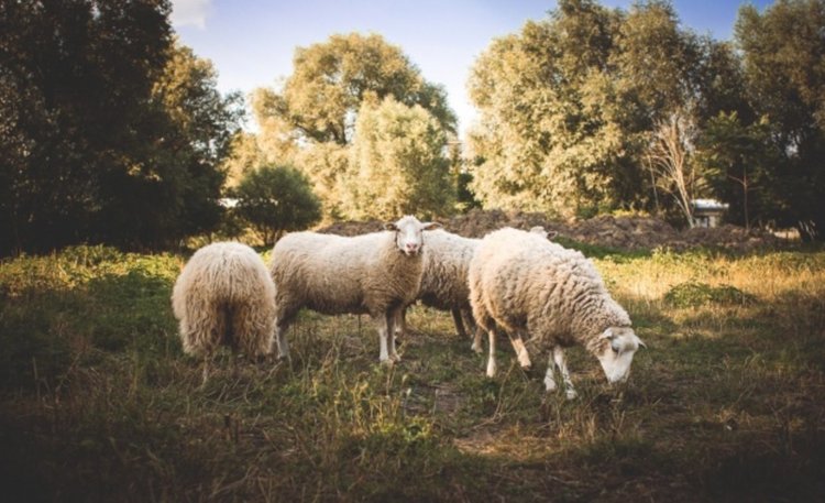Бойко Синапов в Кърджали: България ще изнася животни за Турция