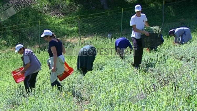 Секретна космическа лаборатория в Русия открила в мурсалския чай елемент, който помага за лечението на онкоболни