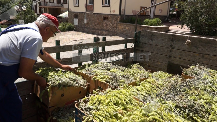 Секретна космическа лаборатория в Русия открила в мурсалския чай елемент, който помага за лечението на онкоболни