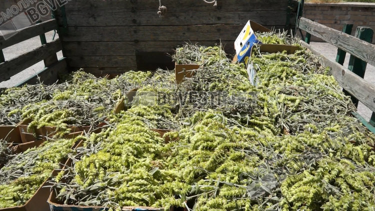 Секретна космическа лаборатория в Русия открила в мурсалския чай елемент, който помага за лечението на онкоболни