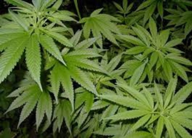 Откриха наркоплантация в Кирковско, двама в кауша