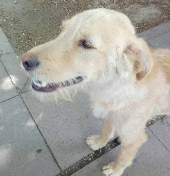 Бездомно куче ухапа жена в центъра на града