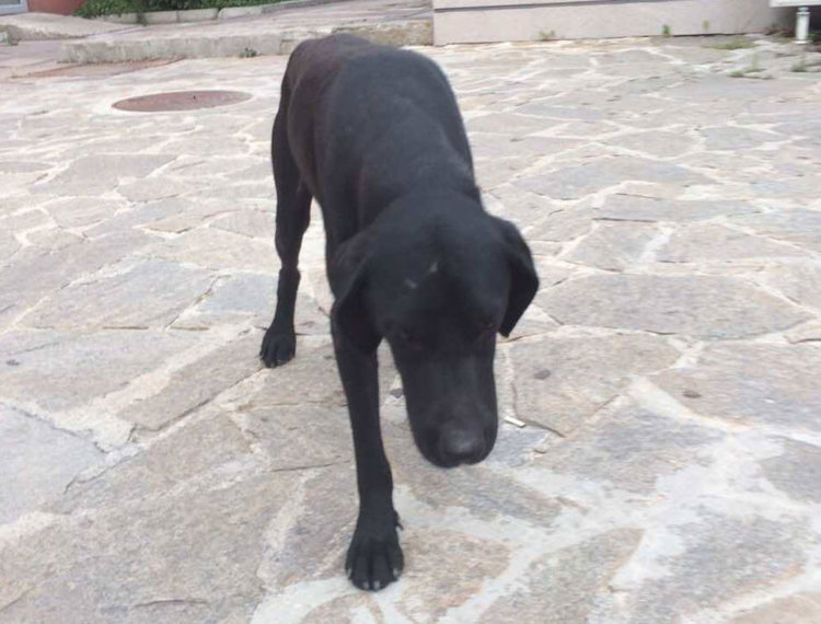 Бездомно куче ухапа жена в центъра на града