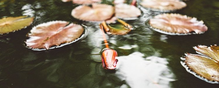 Учени разкриха призрачни езера и върнаха към живота зомби растения