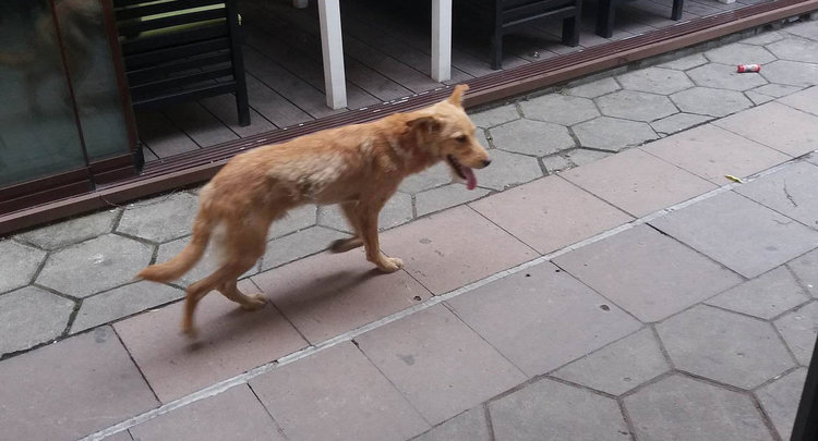 Бездомно куче ухапа жена в центъра на града