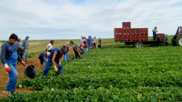 Граничар праща нелегално сезонни работници във Франция