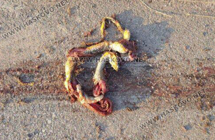 Премазаната змия. Снимка: Джеймс Владимиров