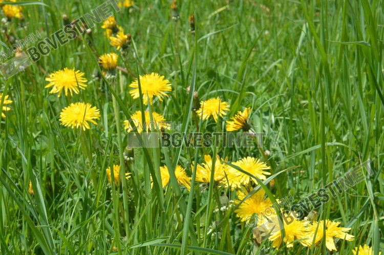 Днес ще е слънчево с малко облаци в планините след обяд