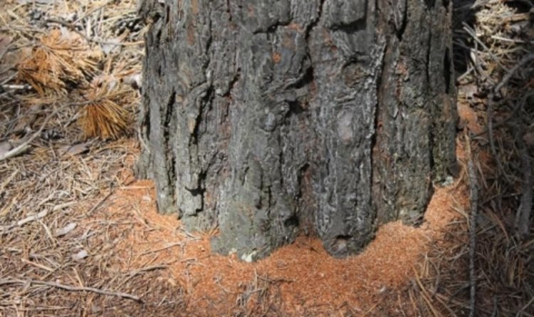 Вземат се спешни мерки за решаване на проблема със съхненето на горите в Родопите
