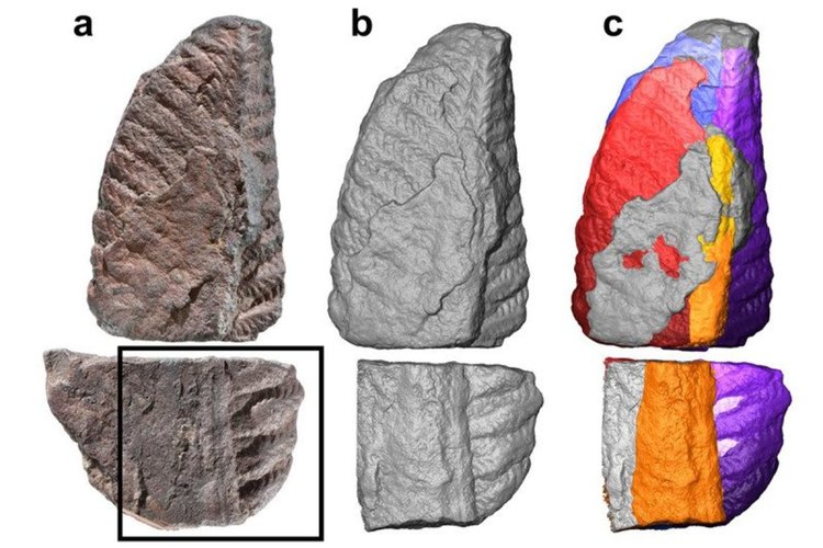 Реконструираха най-загадъчния организъм на Земята (видео)