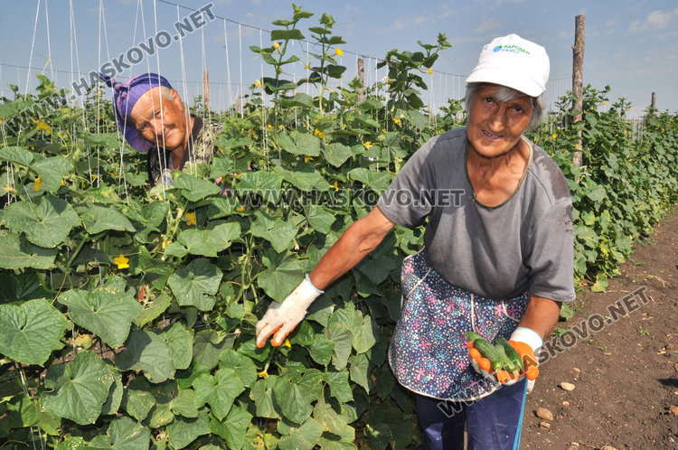 Земеделец край Конуш: Бутам навеса, кося корнишоните! Да си внасят от Китай