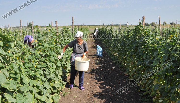 Земеделец край Конуш: Бутам навеса, кося корнишоните! Да си внасят от Китай