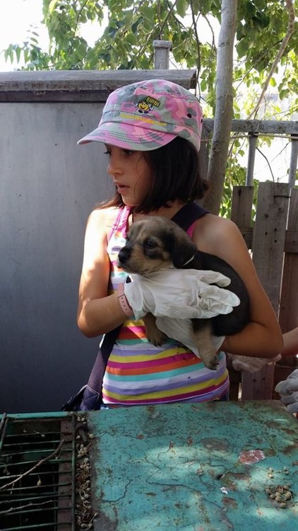 Деца заделиха пари от закуските си,за да нахранят кученцата в приюта „Дай лапа”