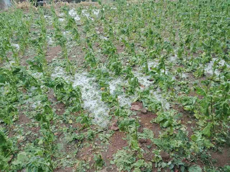 Градушка унищожи реколтата в Кирковско