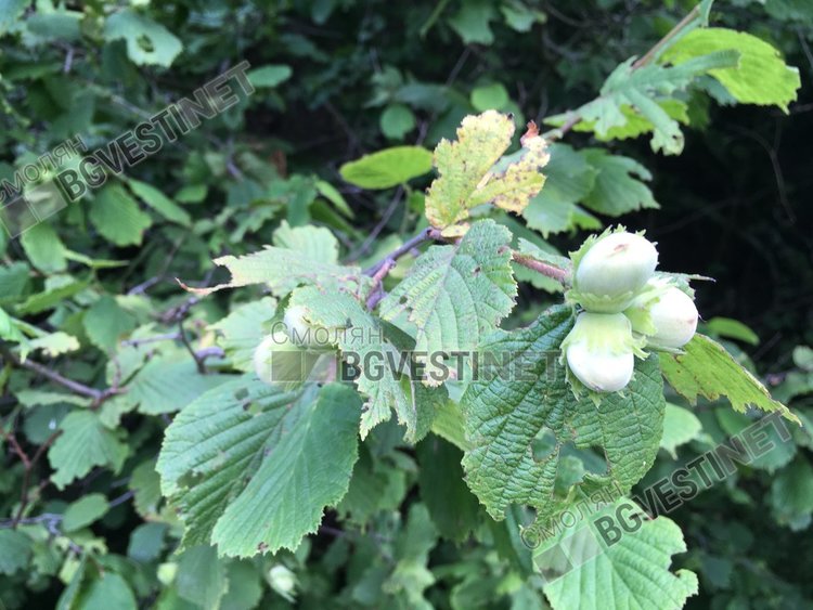 Според народните вярвания когато се родят много лешници, ни чака люта зима. Снимката е от юли 2017 в района на Смолян