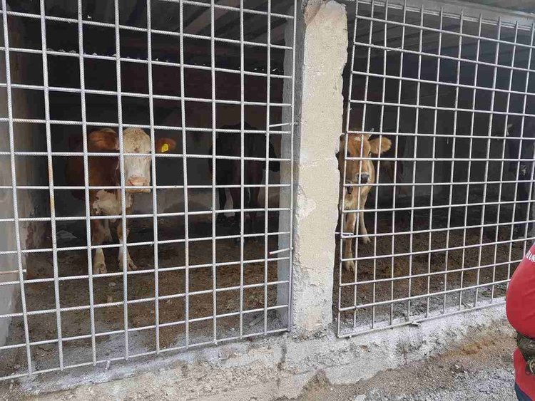 Пет крави са задържани в стационара в Кърджали – глоби за стопаните