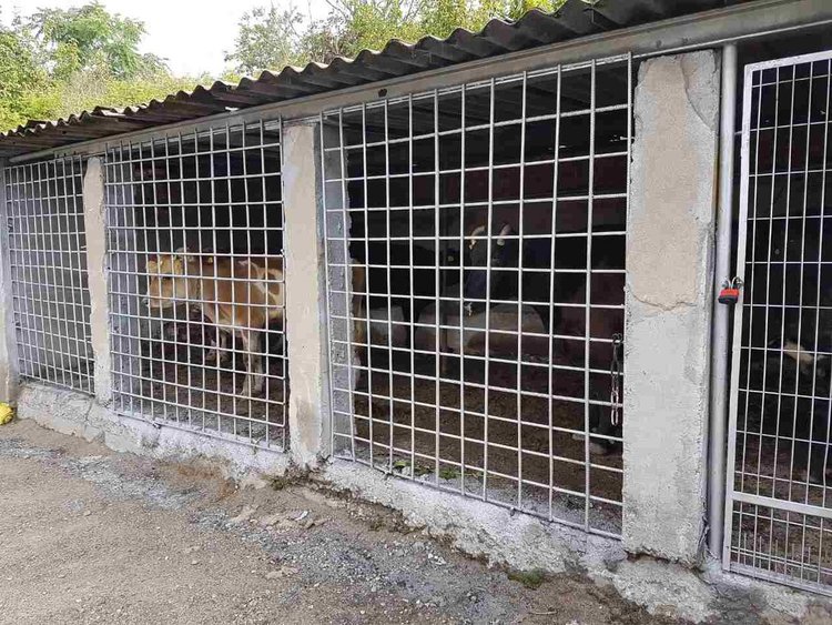 Пет крави са "арестувани" в стационара в Кърджали – глоби за стопаните