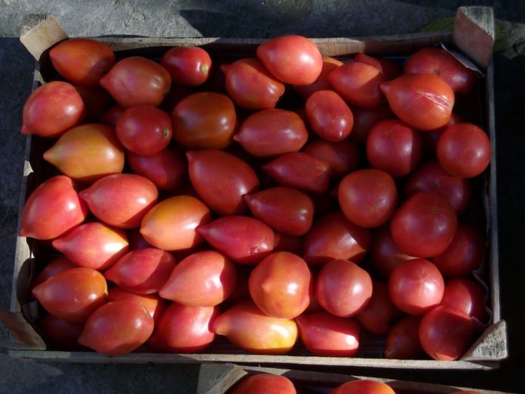 Кърджалиец възражда градинарски традиции,възкресява български сорт домати