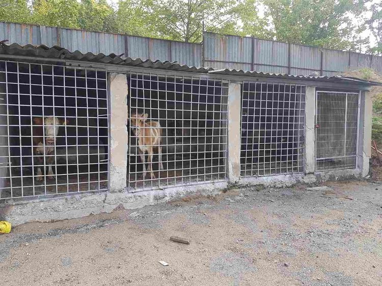 Пет крави са "арестувани" в стационара в Кърджали – глоби за стопаните