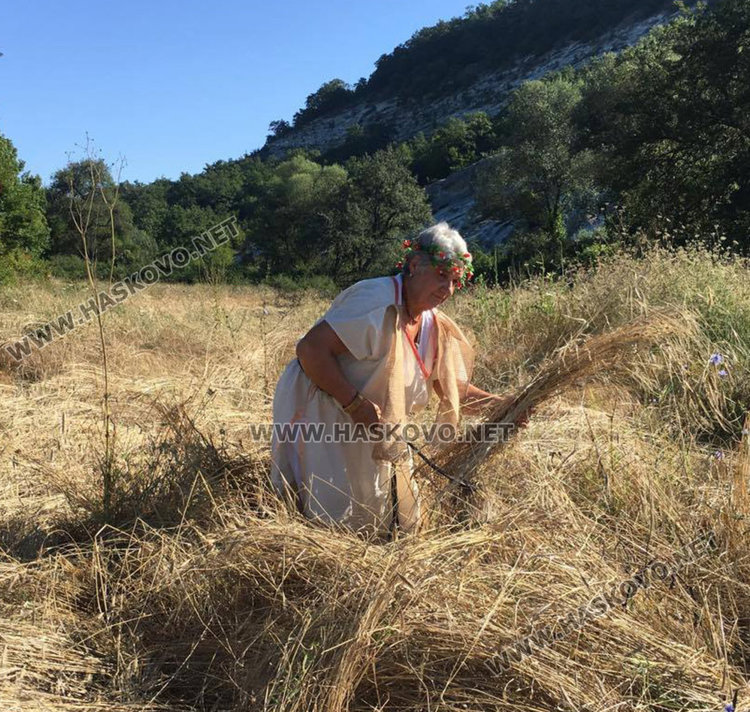 Рекордни добиви на лимец, създават нов сорт без аналог в света