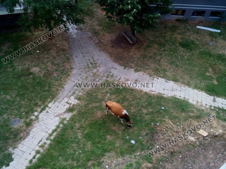 Крави „инспектират” здравната реформа,собственикът им за психиатрия