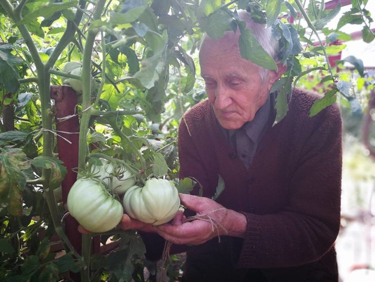 Доматите от новата реколта в парника на Салимехмед Говедаров