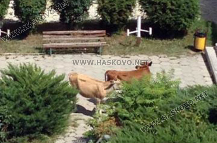 Крави „инспектират” здравната реформа,собственикът им за психиатрия