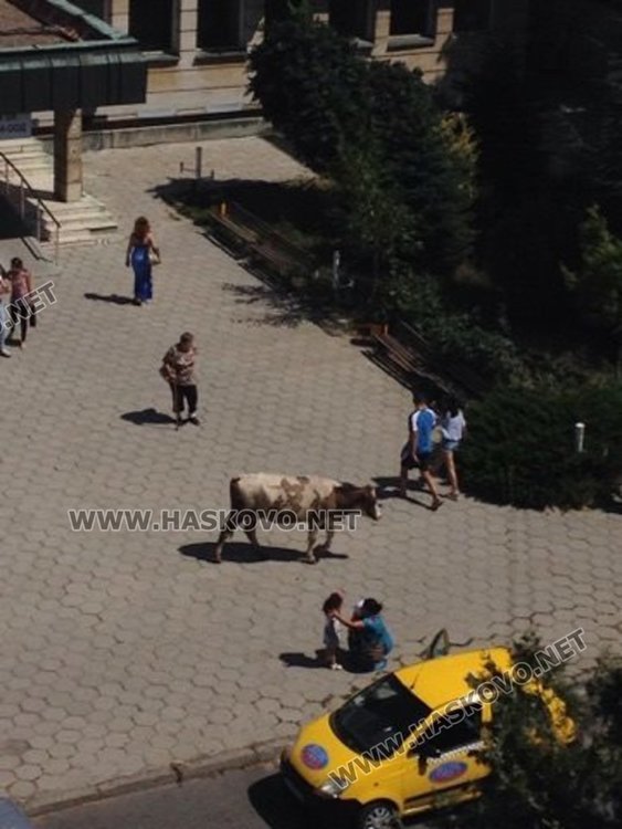 Крави „инспектират” здравната реформа,собственикът им за психиатрия