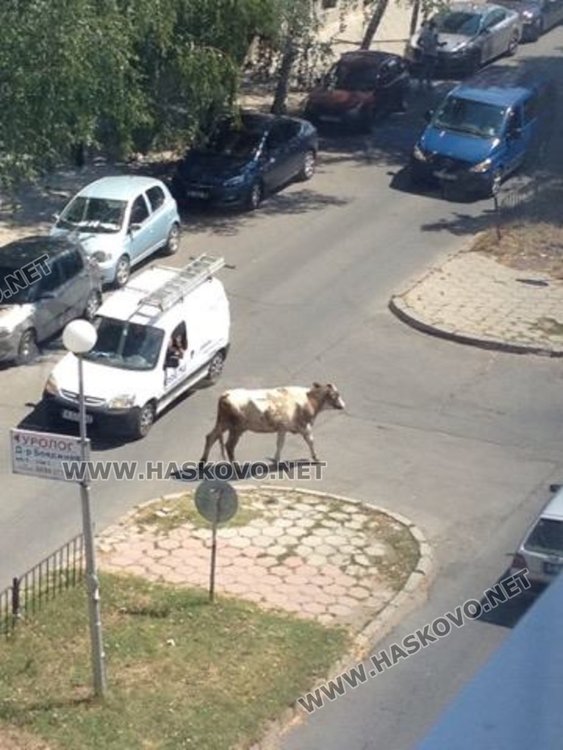 Крави „инспектират” здравната реформа,собственикът им за психиатрия