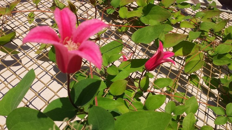 Ден на градинаря: Хасковски градини с райграс, домати и билки