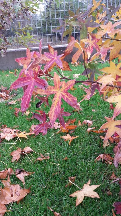 Ден на градинаря: Хасковски градини с райграс, домати и билки