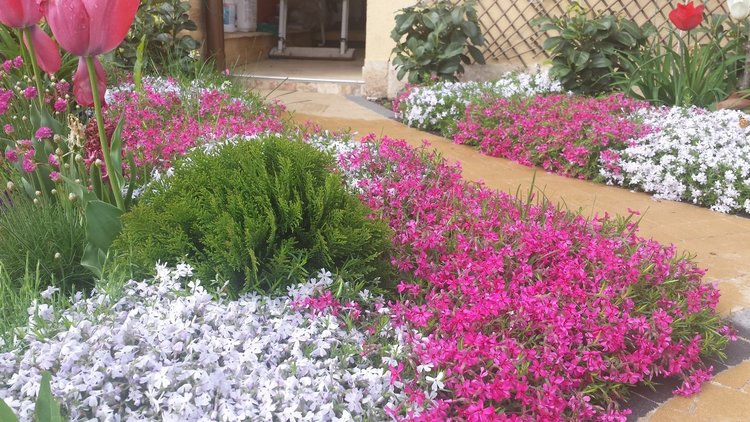 Ден на градинаря: Хасковски градини с райграс, домати и билки